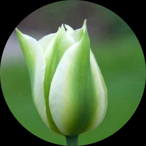 greentulip